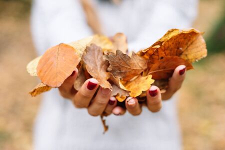 close up, Woman hands holding orange color leaves at the park in autumn season.