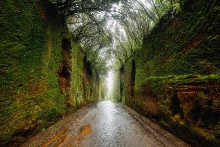 exploring green laurel forest narrow pathway with mossy walls.の写真素材
