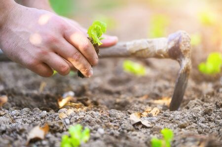 Farmer planting young seedlings of lettuce salad.