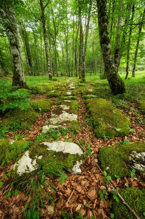Idyllic forest landscape with mossy stones and mossy tree trunks. Fairy tale scenary.の写真素材