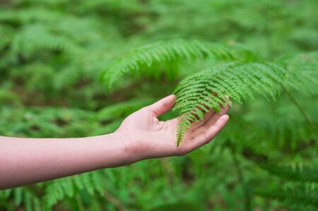 Female hand, with long graceful fingers gently touches the plant, leaves of fern. Close-up shot of...