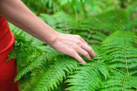 Female hand, with long graceful fingers gently touches the plant, leaves of fern. Close-up shot of unrecognizable person.の写真素材