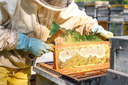 Beekeeper on apiary. Beekeeper is working with bees and beehives on the apiary. Close-up view.