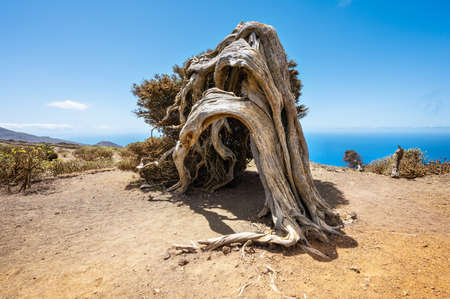 Juniper tree bent by wind. Famous landmark in El Hierro, Canary Islandsの写真素材