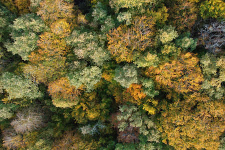 Aerial drone view over autumn forest. Colorful trees in the wood.の写真素材