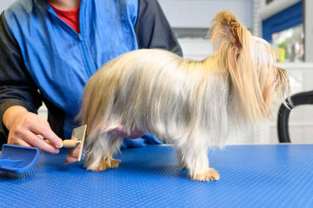 Hands of female groomer combing Yorkshire Terrier at dog grooming salon.の写真素材