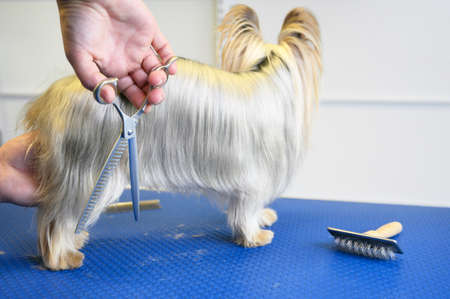 Yorkshire Terrier dog being groomed in pet care studio. Woman groomer cuts dog hair in beauty salon for animals.の写真素材