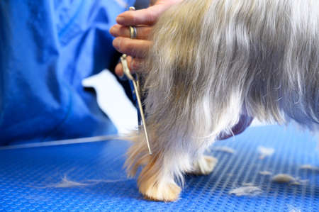 Yorkshire Terrier dog being groomed in pet care studio. Woman groomer cuts dog hair in beauty salon for animals.の写真素材