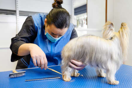 Yorkshire Terrier dog being groomed in pet care studio. Woman groomer cuts dog hair in beauty salon...