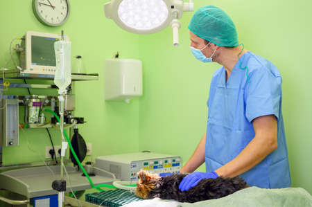 Veterinarian working in surgery roomの写真素材