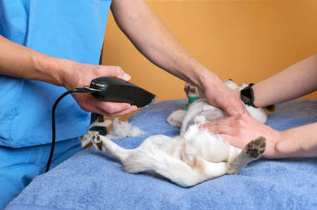 Veterinary doctor with assistant shaving dog, preparing for operation.