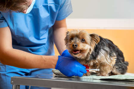 Veterinarian caring a Yorkshire terrier with an intravenous drip, at animal hospital.の写真素材