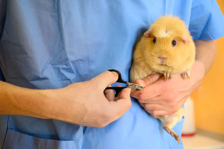 Veterinarian Doctor cutting nails to a guinea pigの写真素材
