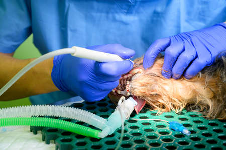 Veterinarian dentist doing procedure of professional teeth cleaning dog in a veterinary clinic....