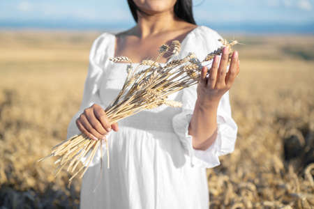 Woman in white dress stands in field with wheat. Person hold in hands bundle of ripe spikelets. Harvest season.の写真素材