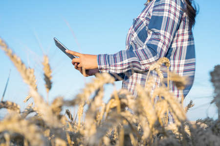 Close-up of woman hand touching tablet pc in wheat stalks. Agronomist researching wheat ears. Farmer...