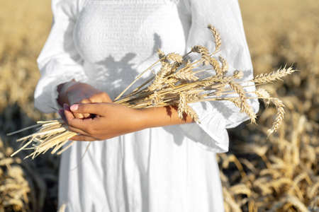 Woman in white dress stands in field with wheat. Person hold in hands bundle of ripe spikelets. Harvest season.の写真素材