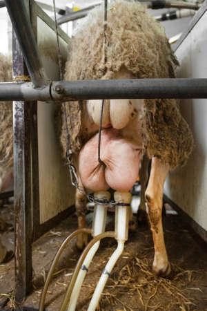 milking sheep at the dairy farmの写真素材