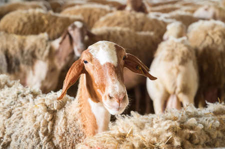 Close up of a sheep in stable looking at camera.の写真素材
