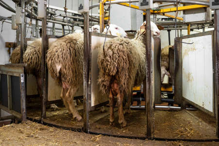 milking sheep at the dairy farmの写真素材