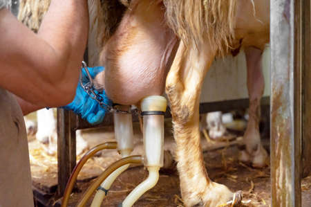 milking sheep at the dairy farmの写真素材
