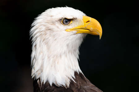 Closeup of an american bald Eagle.の写真素材
