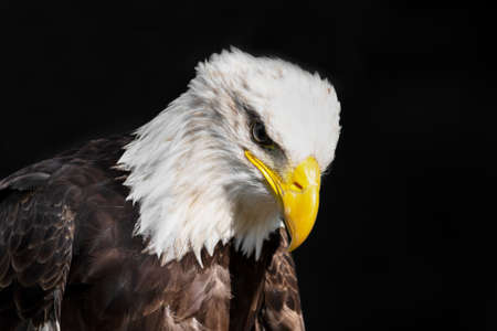 Closeup of an american bald Eagle.の写真素材