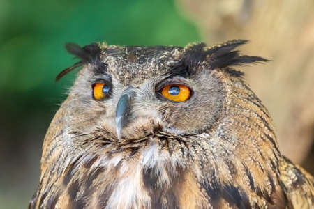 Close up of an Owl Looking Aroundの写真素材