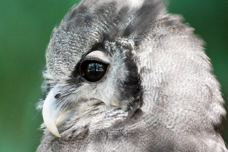 Close up of an Owl Looking Aroundの写真素材