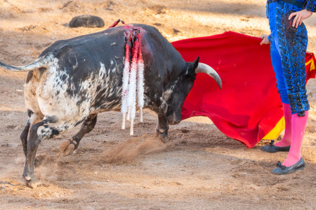 Bullfight in Spain. Spanish bullfighter in the bullfighting arena