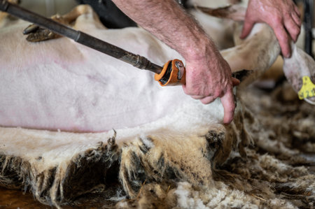 Sheep wool shearing by farmer. Shearing the wool from sheep.