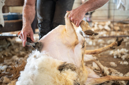 Sheep wool shearing by farmer. Shearing the wool from sheep.