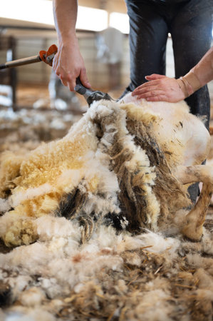 Sheep wool shearing by farmer. Shearing the wool from sheep.
