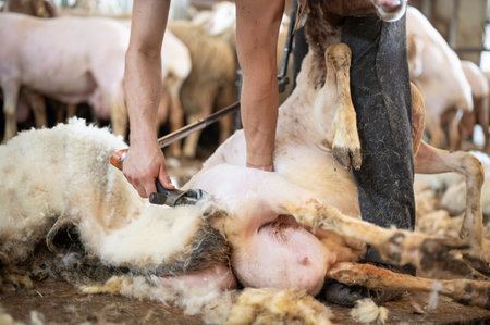 Sheep wool shearing by farmer. Shearing the wool from sheep.