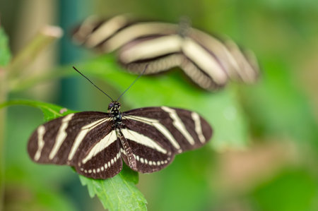 Longwing butterfly Heliconius charithonia with black wings and bright white stripes, native to the Americas. Elegant and slender, often seen fluttering among tropical flowers.の写真素材