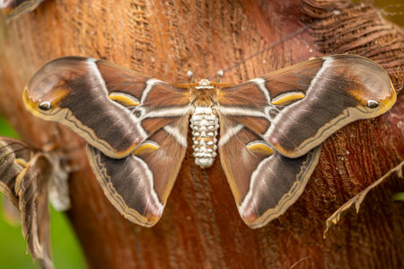 Close-up of an Atlas moth Attacus atlas, one of the largest moths in the world, resting on tree bark. Its wide brown wings with snake-like patterns and soft textures highlight the beauty and detail of tropical wildlife.の写真素材