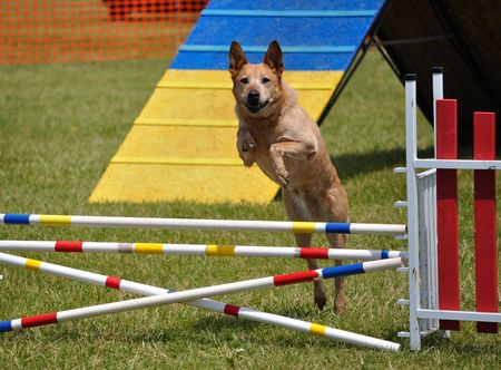 Large dog leaping over a double jump at  agility trial, copy spaceの写真素材
