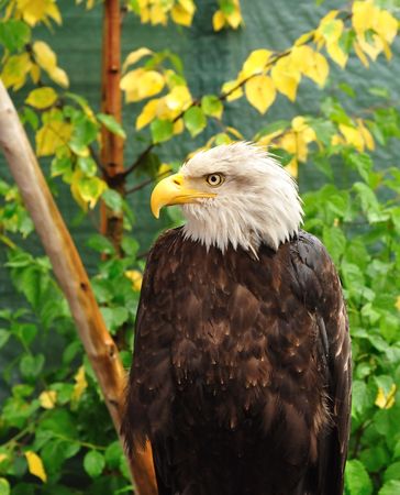 Adult Bald Eagle, Vertical, Copy Spaceの写真素材