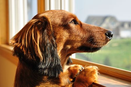 Long Haired Miniature Dachshund Looking out a Windowの写真素材