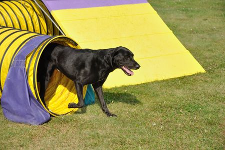 Black Labrador Retriever Leaving Yellow Tunnel at Dog Agility Trialの写真素材