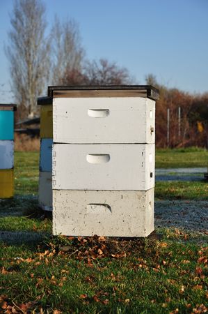 Morning Light on White Langstroth Bee Hive (Beehive)の写真素材