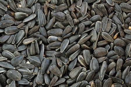 Black Oil Sunflower Seeds for a Background
