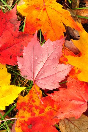Close-up of Wet Colorful Maple Leaves in the Fall