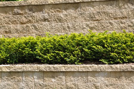Tiered Retaining Wall with Evergreen Shrubsの写真素材