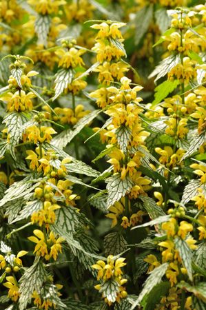 Yellow Flowers on Variegated Yellow Archangel (Lamium galeobdolon Herman's Pride)