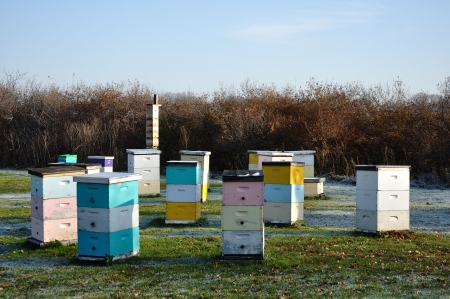 Multi-Colored Morning Light on Langstroth Bee Hives (Beehive)の写真素材