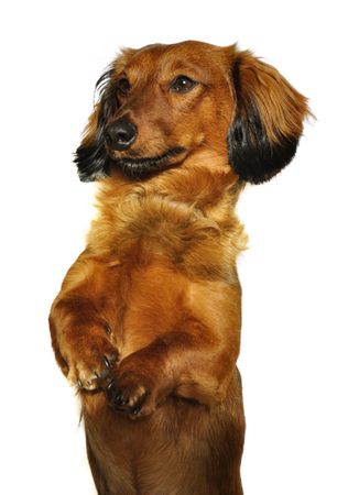 Red Long Haired Dachshund Begging Isolated On White Royalty Free