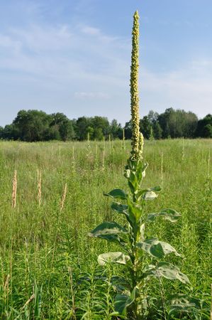 Flowering Common Mullein (Verbascum thapsus) in a Field
