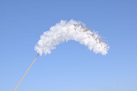 Close Up of Frost on Ornamental Grass Against a Blue Skyの写真素材