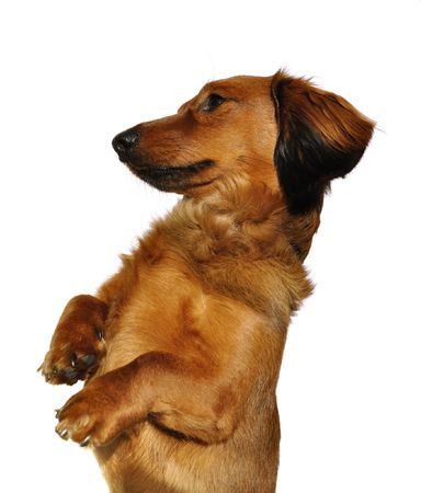 Red Long Haired Dachshund Begging Isolated On White Royalty Free